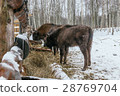Feeding of European Bisons' Family in National 28769704