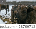 Feeding of European Bisons' Family in National 28769712