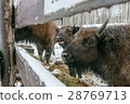 Feeding of European Bisons' Family in National 28769713