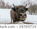 Close-Up of European Bison in National Park 28769714