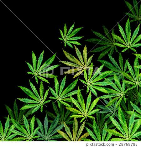 Crowd of Cannabis leaves on black background 28769785
