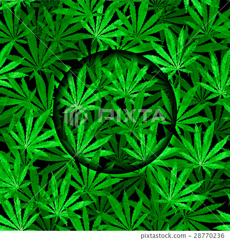 Crowd of Cannabis leaves on black background Crowd of Cannabis leaves on black background 28770236