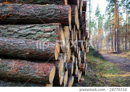 Felled pine trunks lying in the forest Felled pine trunks lying in the forest 28770310