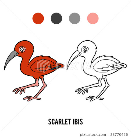 Coloring book, Scarlet ibis 28770456