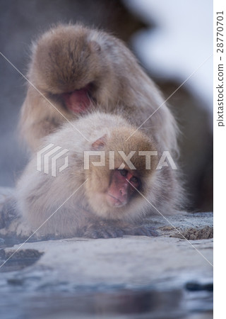 Snow monkey in Jigokudani Monkey Park Snow monkey in Jigokudani Monkey Park 28770701