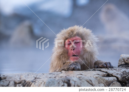 Snow monkey in Jigokudani Monkey Park Snow monkey in Jigokudani Monkey Park 28770724