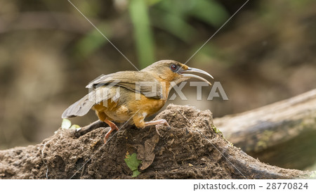 Rusty-cheeked Scimitar Babbler 28770824