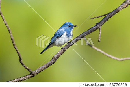 Ultramarine flycatcher 28770829