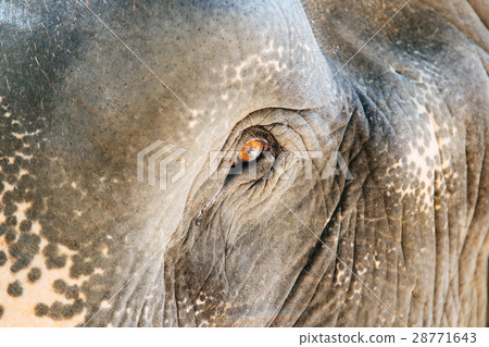Eye of an elephant Eye of an elephant 28771643