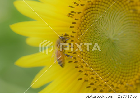 sunflower	 28771710