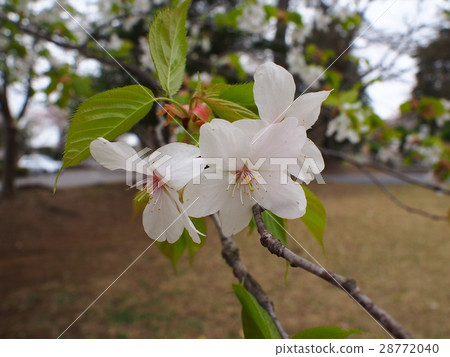 Sakura up Sakura up 28772040