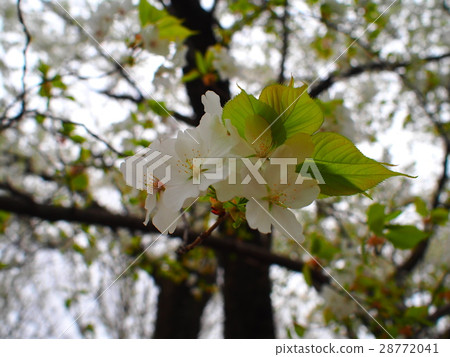 Cherry-leaf Cherry-leaf 28772041