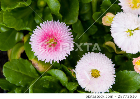Daisy 28772610