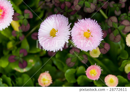 Daisy 28772611