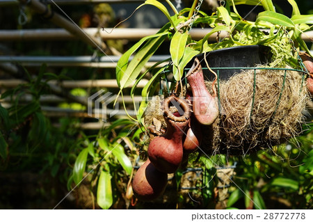 2月熱帶植物Uruborn Kuzura·Beetlebird 02溫室熱帶植物園 28772778