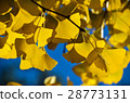 銀杏葉光影 Ginkgo Leaves Light Shadow 28773131