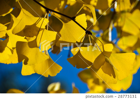 銀杏葉光影 Ginkgo Leaves Light Shadow 銀杏葉光影 Ginkgo Leaves Light Shadow 28773131