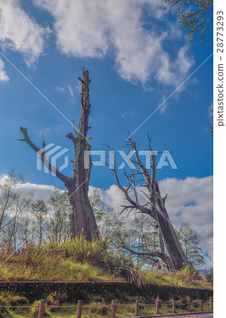 新中橫公路-塔塔加沿途景點 28773293