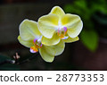 蝴蝶蘭 Phalaenopsis Orchid 28773353