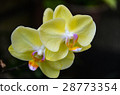 蝴蝶蘭 Phalaenopsis Orchid 28773354