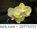 蝴蝶蘭 Phalaenopsis Orchid 28773355