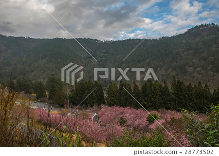 武陵農場 武陵農場 28773502