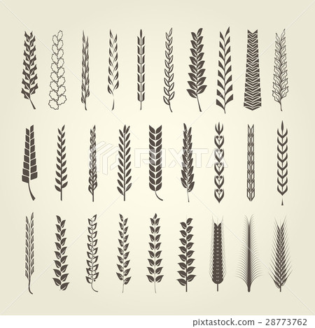 Wheat and rye spikelet collection  28773762