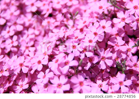 Shiba cherry tree (up) Shiba cherry tree (up) 28774856