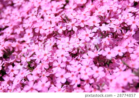 Shiba cherry tree (up) Shiba cherry tree (up) 28774857