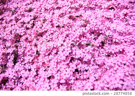 Moss phlox Moss phlox 28774858