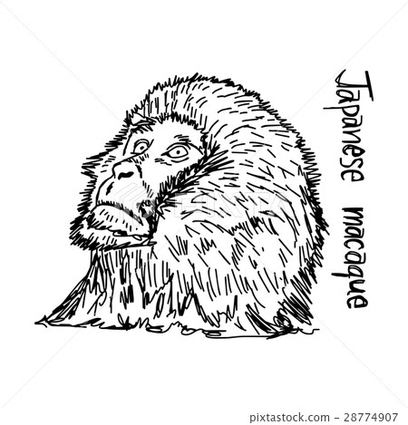 japanese macaque - vector illustration  28774907