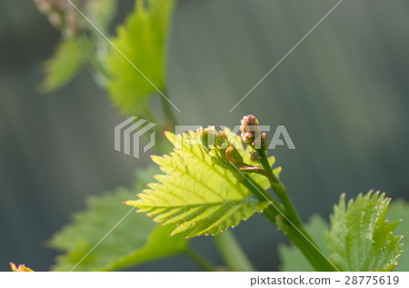 flower buds and leaves of shoots grapevine spring flower buds and leaves of shoots grapevine spring 28775619