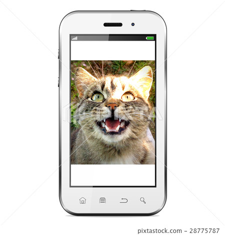 Mobile phone with cat photo on screen 28775787