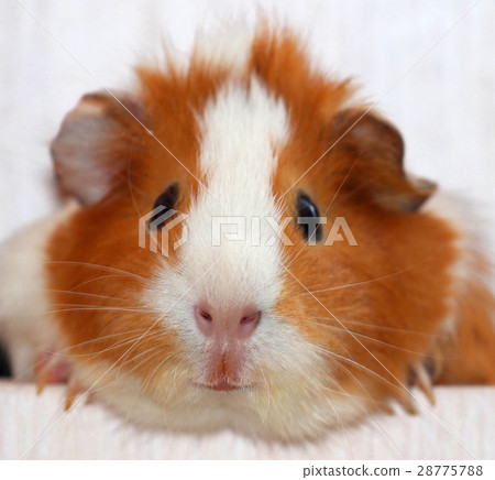 Guinea pig 28775788