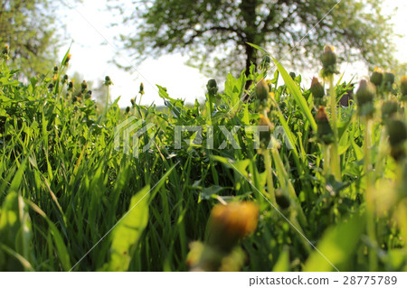 Meadow with many dandelions in green grass 28775789
