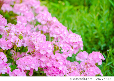 blooming pink geranium flower like as background blooming pink geranium flower like as background 28775842