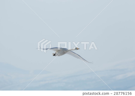 In the light sky 28776156