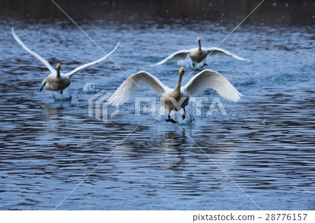 A swan running in the water 28776157