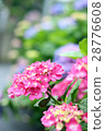 Wet hydrangea 28776608