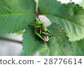 A pair of locusts 28776614