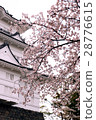 Cherry blossoms of Odawara Castle 28776615
