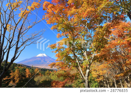 第20遍的秋葉和富士山 28776835