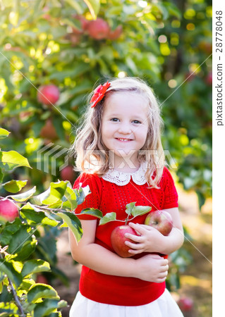 Little girl picking apple in fruit garden 28778048