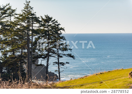 Tall scotch firs locating near blue water 28778552