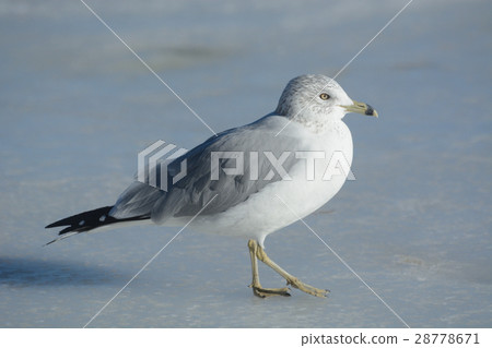 Ring-billed gull on frozen lake Ring-billed gull on frozen lake 28778671