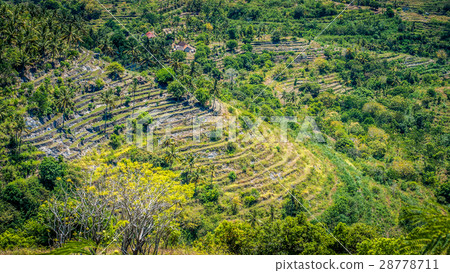 Spectacular Terrace near Abangan Hill on the Way Spectacular Terrace near Abangan Hill on the Way 28778711
