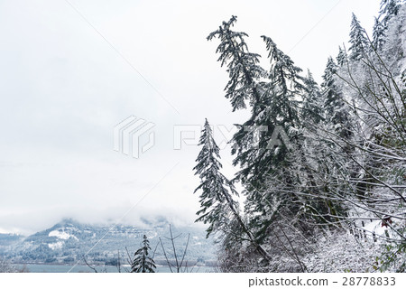Snowy scotch fir situating on hill 28778833