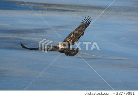 Immature bald eagle flying over frozen lake 28779091