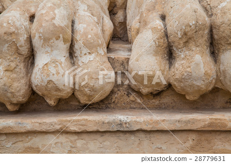 Lion feet Lion feet 28779631