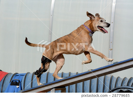Older dog with orthotic brace agility rehab 28779685